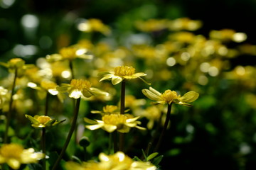 立金花の黄色い花が咲く
