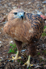 Buzzard buteo close up portrait raptor bird