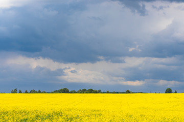 Beautiful yellow fields of blooming rapeseed in sunny cloudy weather in spring or summer. Landscape. Ecological culture. Biofuel.