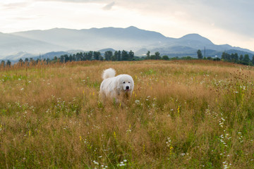 Fototapeta premium white thoroughbred dog on background of mountains