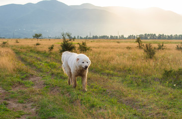 against the background of mountains a white dog