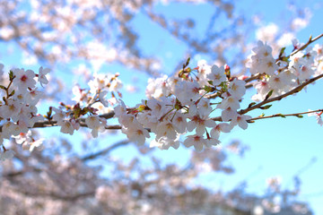 close up of japanese cherry tree blossom branch 