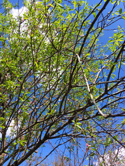blooming peach tree on a background of blue sky. little green leaves and flowers on a peach tree in spring.