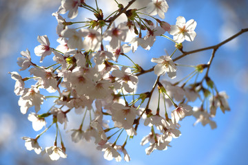 close up of japanese cherry tree blossoms