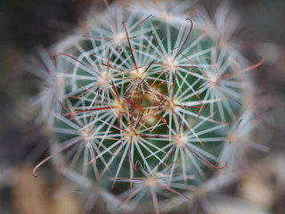 Macro shot of cactus