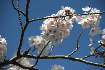 japanese cherry blossoms in spring against a blue sky