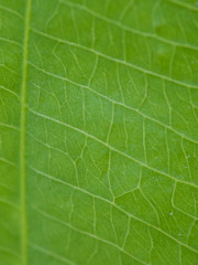 macro green leaf