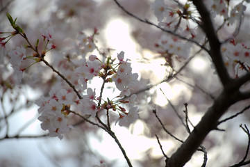 Fototapeta na wymiar Close up of Japanese cherry blossoms in full bloom