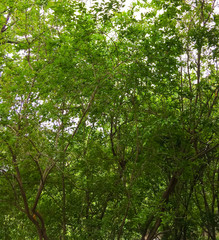apricot trees on a background of blue sky. green apricot trees in the garden.