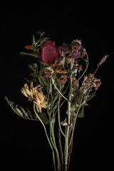 Withered flower. Withered flowers on black background. Dried flowers