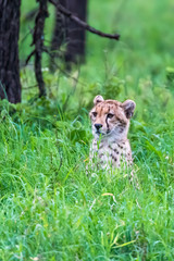 Cheetah slim (Acinonyx jubatus) cat sitting in the tall grass of Africa Botswana