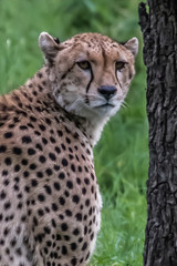 Cheetah slim (Acinonyx jubatus) cat sitting in the tall grass of Africa Botswana