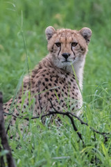 Cheetah slim (Acinonyx jubatus) cat sitting in the tall grass of Africa Botswana