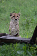 Cheetah slim (Acinonyx jubatus) cat sitting in the tall grass of Africa Botswana