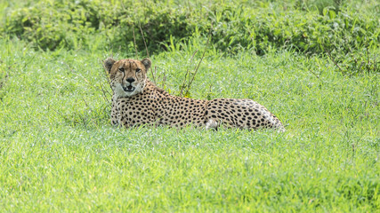 Cheetah slim (Acinonyx jubatus) cat sitting in the tall grass of Africa Botswana