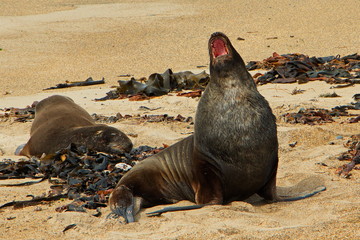 Fur seals at Waipapa Point in Southland on South Island of New Zealand