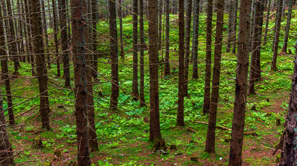 Obraz premium Parte baja de un bosque de pinos en los Alpes austriacos.