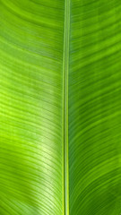 Green palm leaf, vertical background for storis
