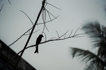 silhouette of birds on tree