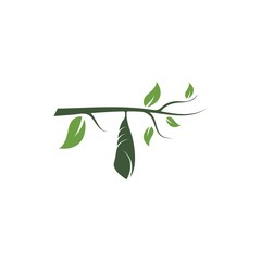 cocoon vector illustrtion design