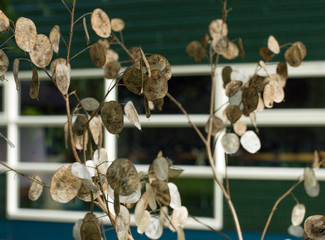 Seeds of plant autumn. Fall Netherlands