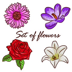 Set of 4 flowers. Rose, Cerberus, Lily and Crocus. Spring set. Tender mood. Isolated on a white background.