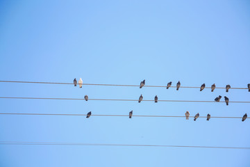 birds sitting on power line and blue sky background