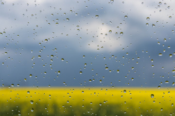 Pure raindrops on glass against a background of gray-blue sky and a yellow flowering field....