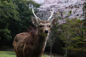 Young fallow deer with cherry blossoms background