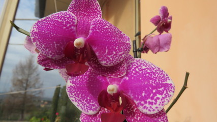 Orchidea 