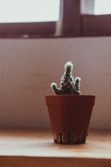 cactus in pot under daylight