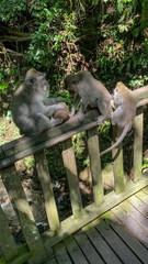 Forest of monkeys in Bali in Ubud