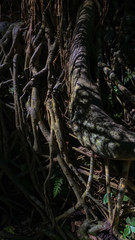 The roots of the trees in the jungle. Dark abstract vertical background
