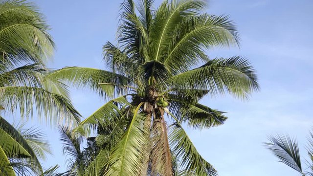 Big palm tree in the sunlight against the blue sky