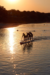 Silhouettes of four teenagers row on a large stand up paddle board (SUP) on the Danube river at summer morning sunrise