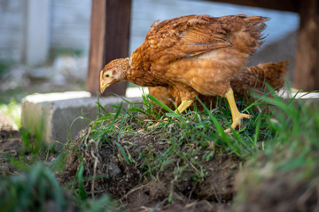 Dominant Red barred chicken looking for food in the  garden with grass