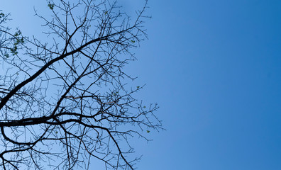 Obraz premium Tree branches and blue sky