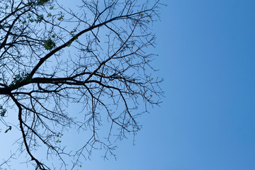 Tree branches and blue sky