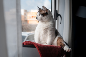 gato gordo blanco y negro sentado en una hamaca junto a la ventana en una postura graciosa, mira al...