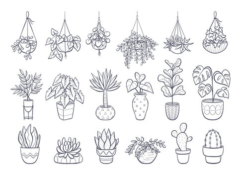 Houseplant Sketch Images – Browse 19,538 Stock Photos, Vectors, and Video |  Adobe Stock