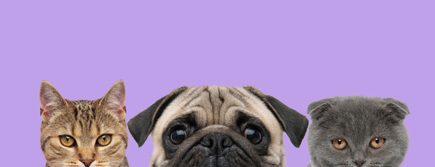 Fototapeta premium 3 animals are standing in line and looking at camera