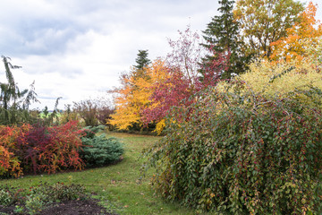autumn garden with various ornamental trees, shrubs and plants; beautiful color scheme and variety together