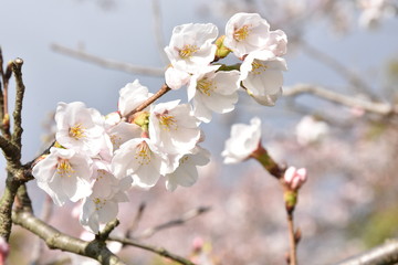 桜の花
