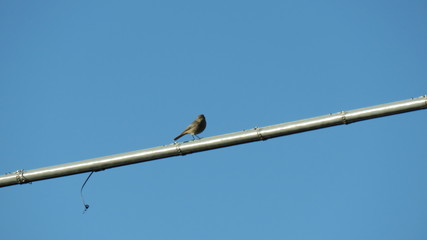 Phoenicurus ochruros