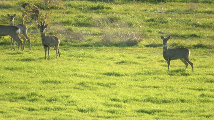 Caprioli al pascolo
