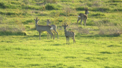 Caprioli al pascolo