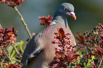 Wood pigeon sitting in a tree