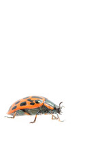 Ladybug insect isolated on white background. Macro, shallow DOF.