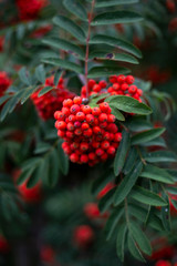 Multi-colored single flowers in nature