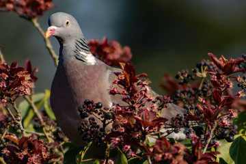 pigeon in the park